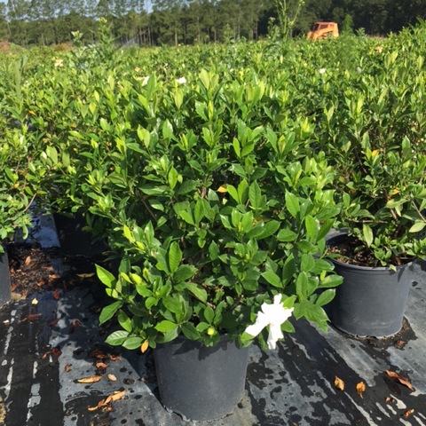 gardenia-jasminoides-august-beauty-cape-jasmine-gandharaj-gardenia-augusta