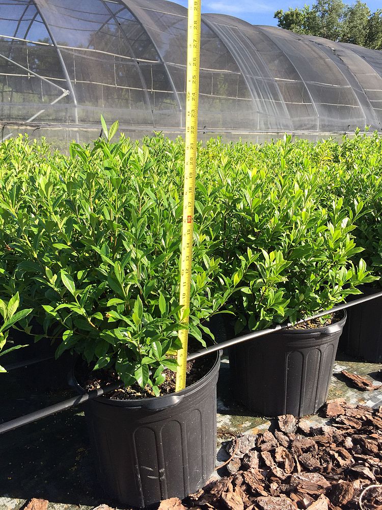 gardenia-jasminoides-august-beauty-cape-jasmine-gandharaj-gardenia-augusta