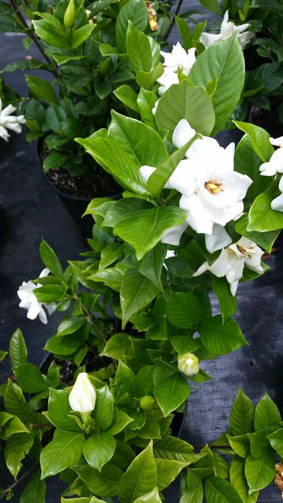 gardenia-jasminoides-august-beauty-cape-jasmine-gandharaj-gardenia-augusta