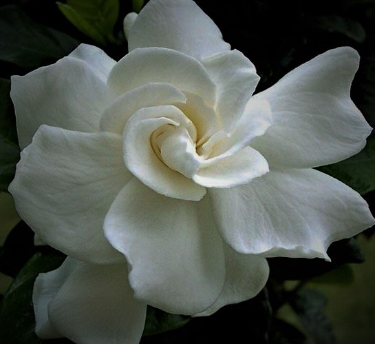 gardenia-jasminoides-august-beauty-cape-jasmine-gandharaj-gardenia-augusta