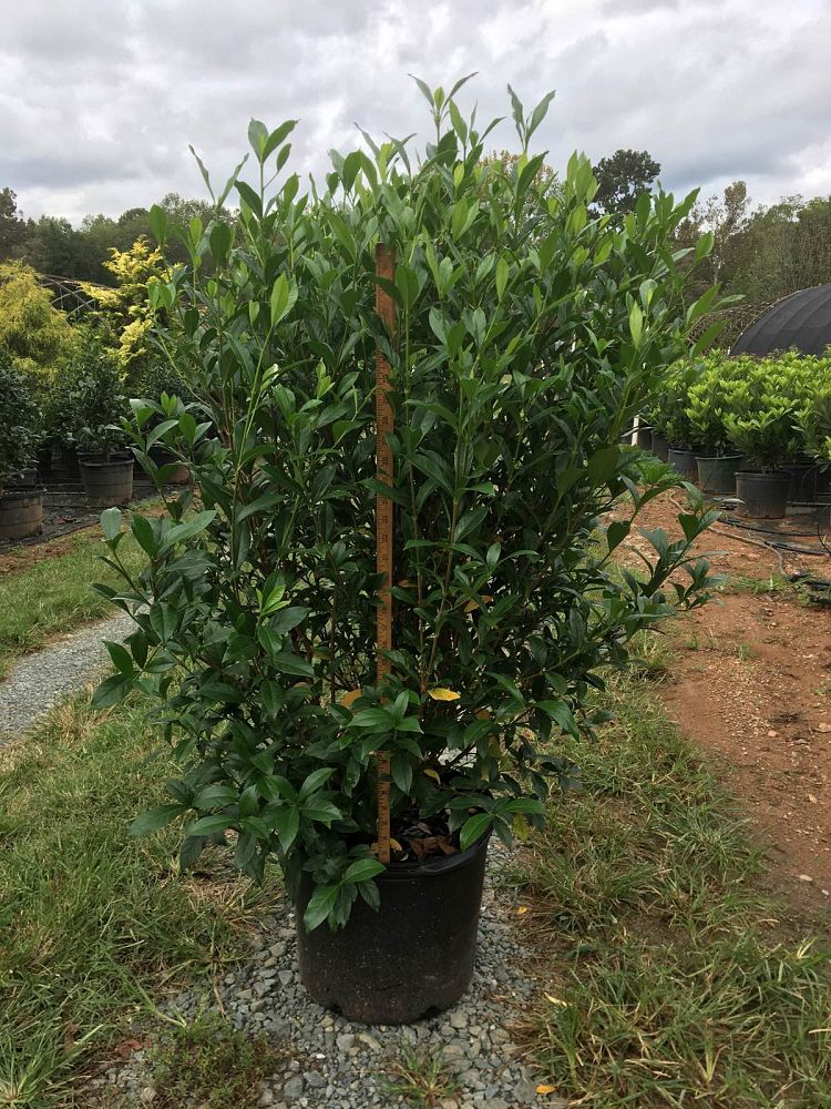gardenia-jasminoides-august-beauty-cape-jasmine-gandharaj-gardenia-augusta