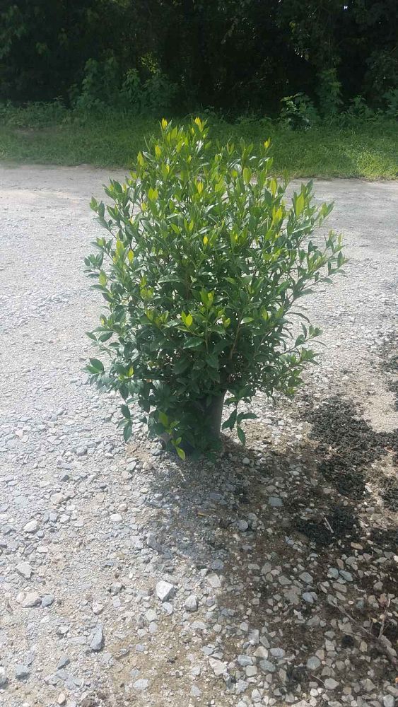 gardenia-jasminoides-august-beauty-cape-jasmine-gandharaj-gardenia-augusta