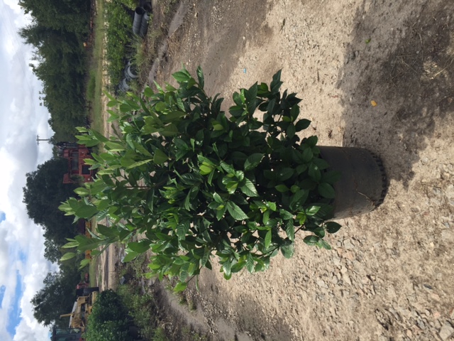 gardenia-jasminoides-august-beauty-cape-jasmine-gandharaj-gardenia-augusta