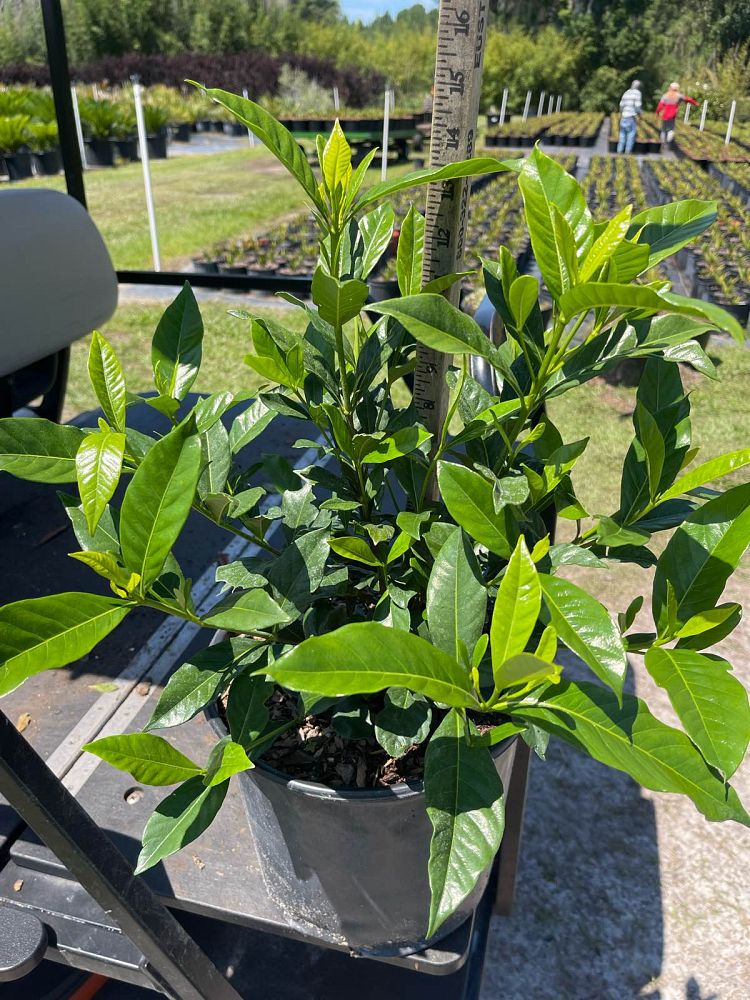gardenia-jasminoides-august-beauty-cape-jasmine-gandharaj-gardenia-augusta