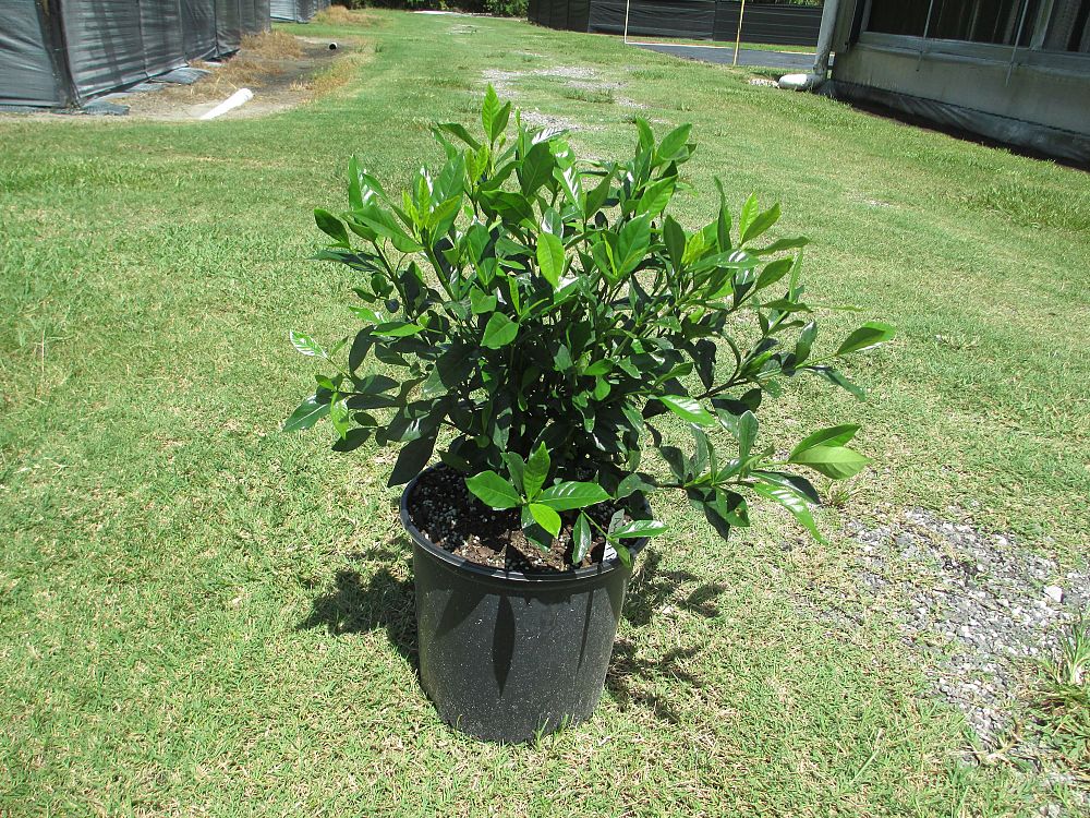 gardenia-jasminoides-august-beauty-cape-jasmine-gandharaj-gardenia-augusta
