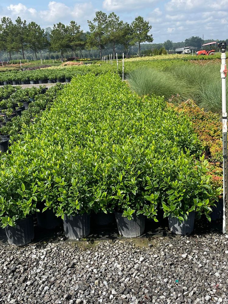 gardenia-jasminoides-august-beauty-cape-jasmine-gandharaj-gardenia-augusta