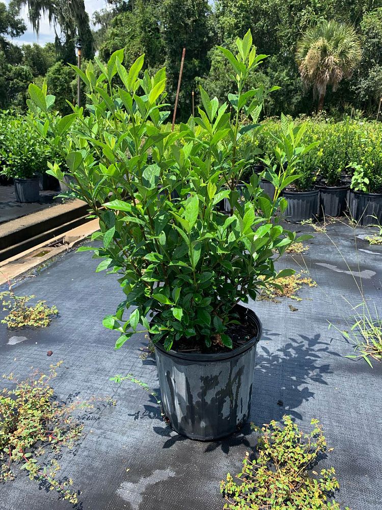 gardenia-jasminoides-august-beauty-cape-jasmine-gandharaj-gardenia-augusta