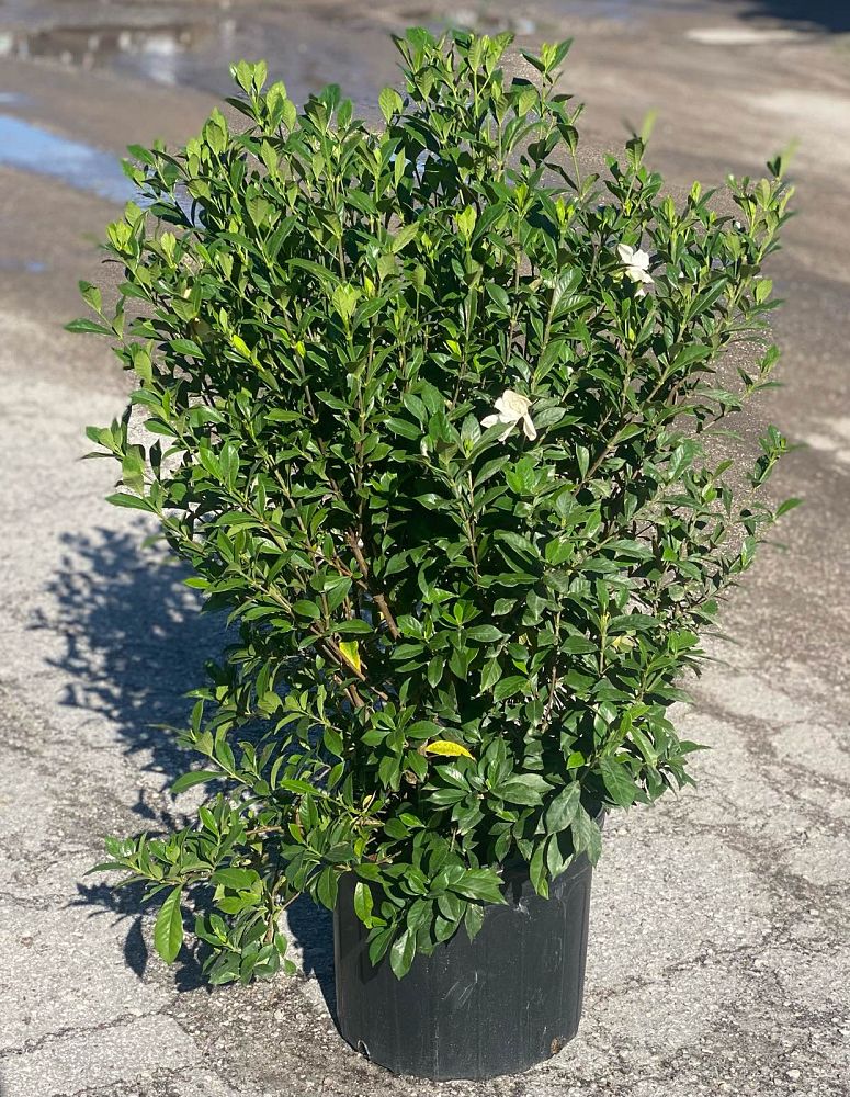 gardenia-jasminoides-august-beauty-cape-jasmine-gandharaj-gardenia-augusta