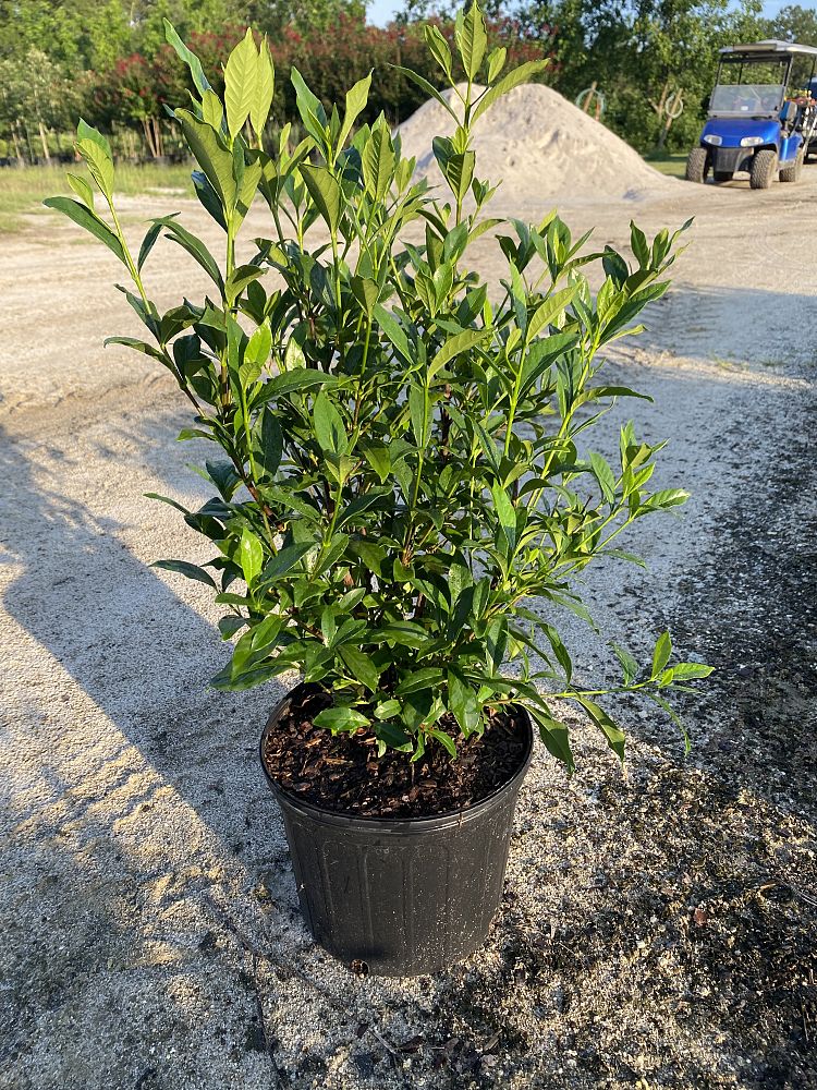 gardenia-jasminoides-august-beauty-cape-jasmine-gandharaj-gardenia-augusta