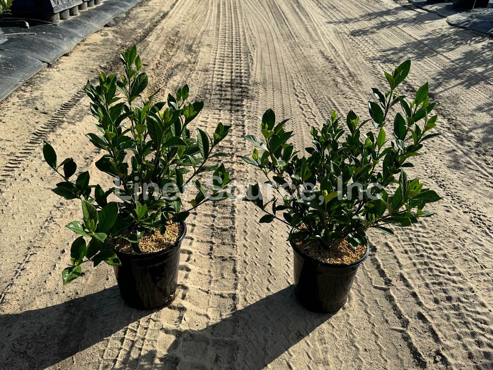 gardenia-jasminoides-august-beauty-cape-jasmine-gandharaj-gardenia-augusta