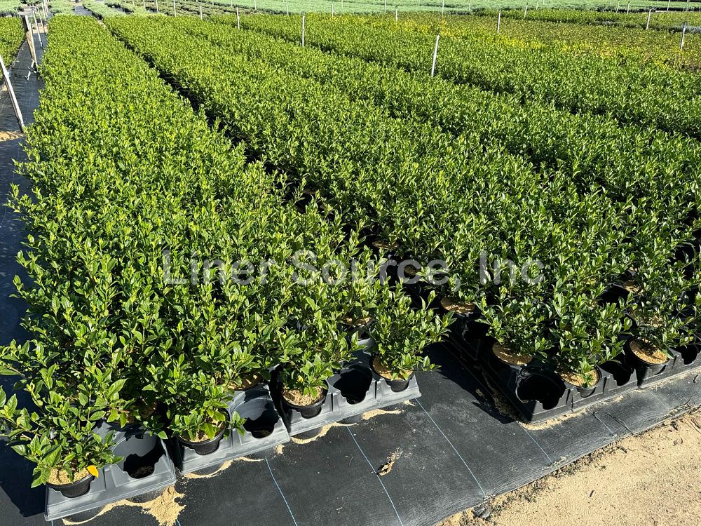 gardenia-jasminoides-august-beauty-cape-jasmine-gandharaj-gardenia-augusta