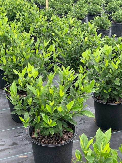 gardenia-jasminoides-august-beauty-cape-jasmine-gandharaj-gardenia-augusta