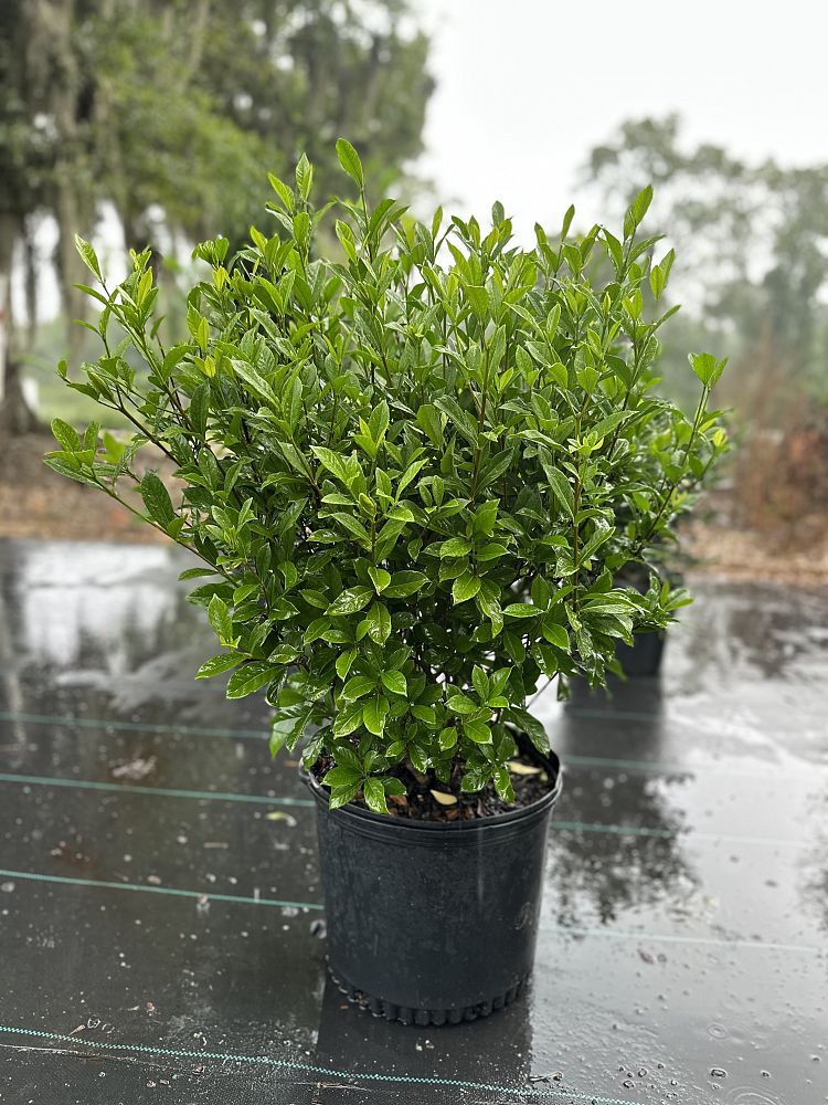 gardenia-jasminoides-august-beauty-cape-jasmine-gandharaj-gardenia-augusta