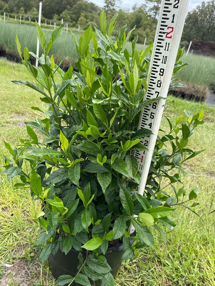 gardenia-jasminoides-august-beauty-cape-jasmine-gandharaj-gardenia-augusta