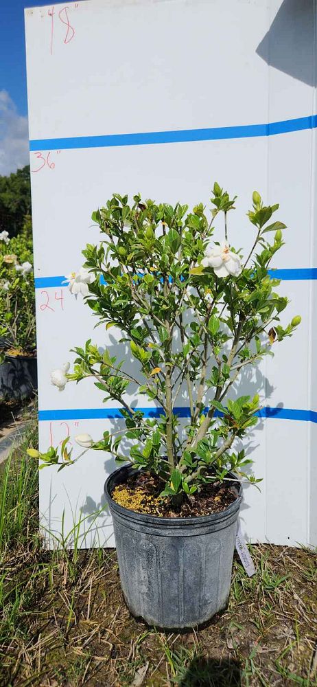 gardenia-jasminoides-august-beauty-cape-jasmine-gandharaj-gardenia-augusta