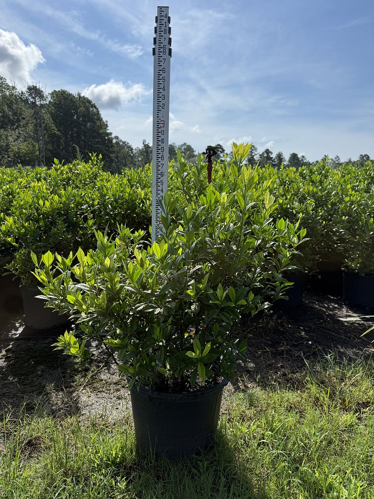 gardenia-jasminoides-august-beauty-cape-jasmine-gandharaj-gardenia-augusta