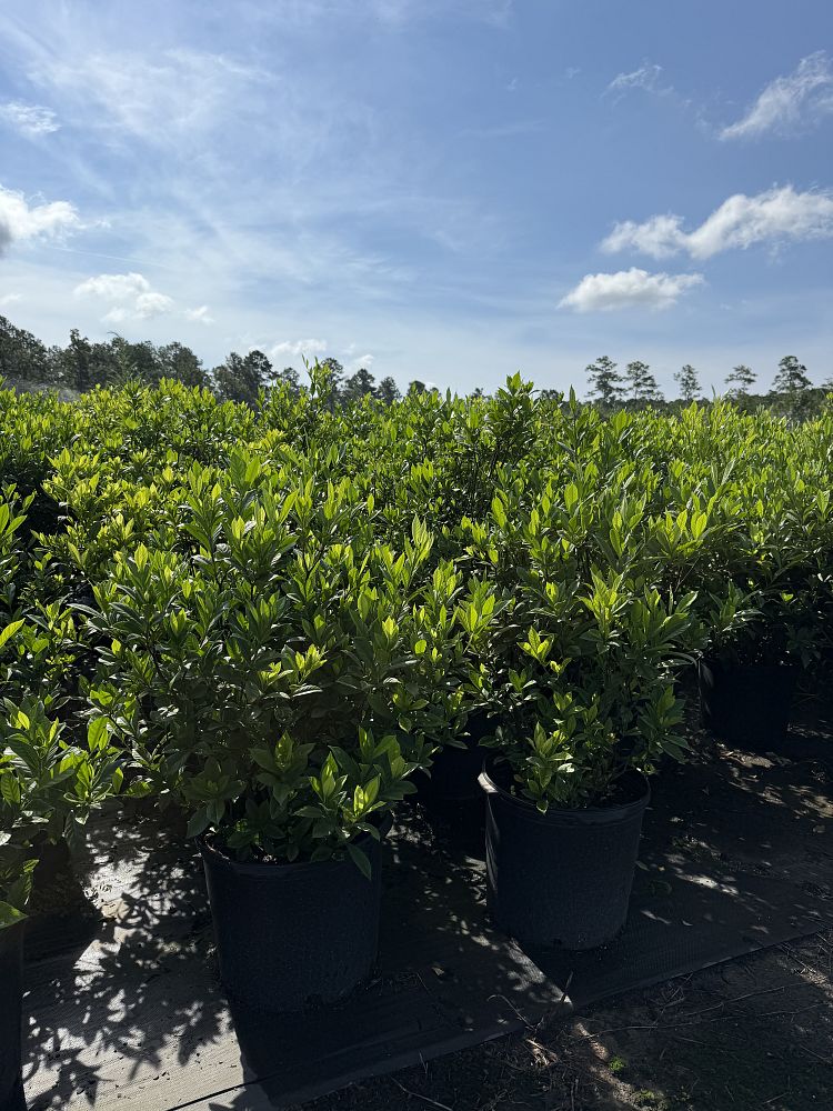 gardenia-jasminoides-august-beauty-cape-jasmine-gandharaj-gardenia-augusta