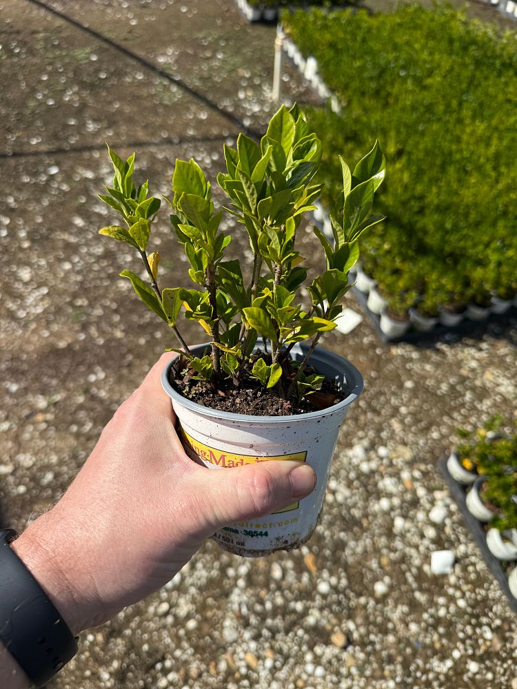 gardenia-jasminoides-august-beauty-cape-jasmine-gandharaj-gardenia-augusta