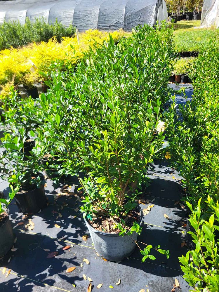 gardenia-jasminoides-august-beauty-cape-jasmine-gandharaj-gardenia-augusta