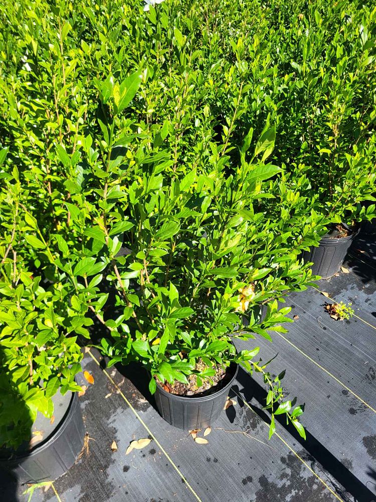 gardenia-jasminoides-august-beauty-cape-jasmine-gandharaj-gardenia-augusta