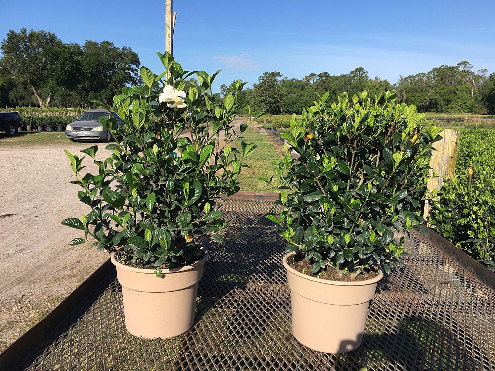 gardenia-jasminoides-belmont-cape-jasmine-gandharaj-gardenia-augusta