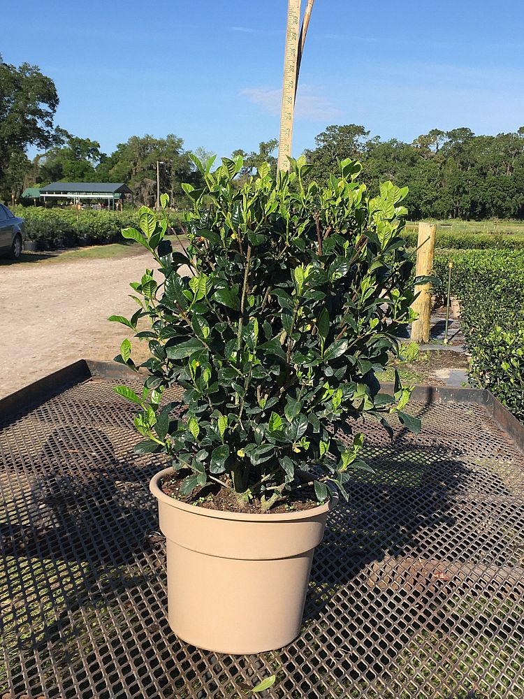 gardenia-jasminoides-belmont-cape-jasmine-gandharaj-gardenia-augusta