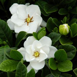 gardenia-jasminoides-buttons-cape-jasmine-gandharaj-gardenia-augusta