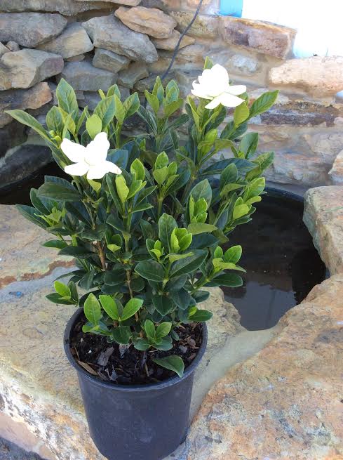gardenia-jasminoides-buttons-cape-jasmine-gandharaj-gardenia-augusta