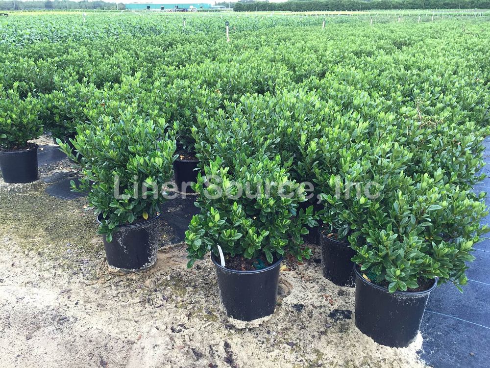 gardenia-jasminoides-buttons-cape-jasmine-gandharaj-gardenia-augusta