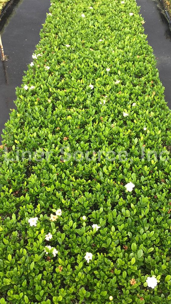 gardenia-jasminoides-buttons-cape-jasmine-gandharaj-gardenia-augusta