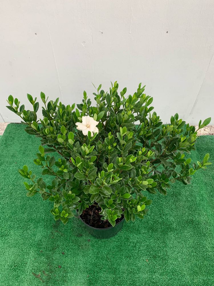gardenia-jasminoides-buttons-cape-jasmine-gandharaj-gardenia-augusta