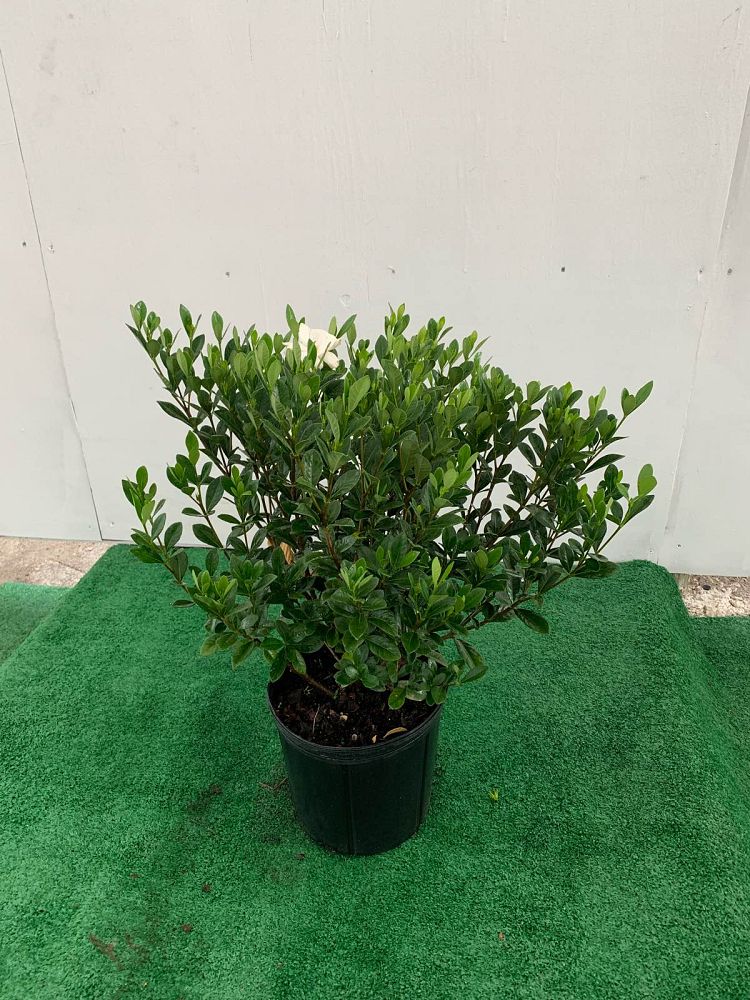 gardenia-jasminoides-buttons-cape-jasmine-gandharaj-gardenia-augusta