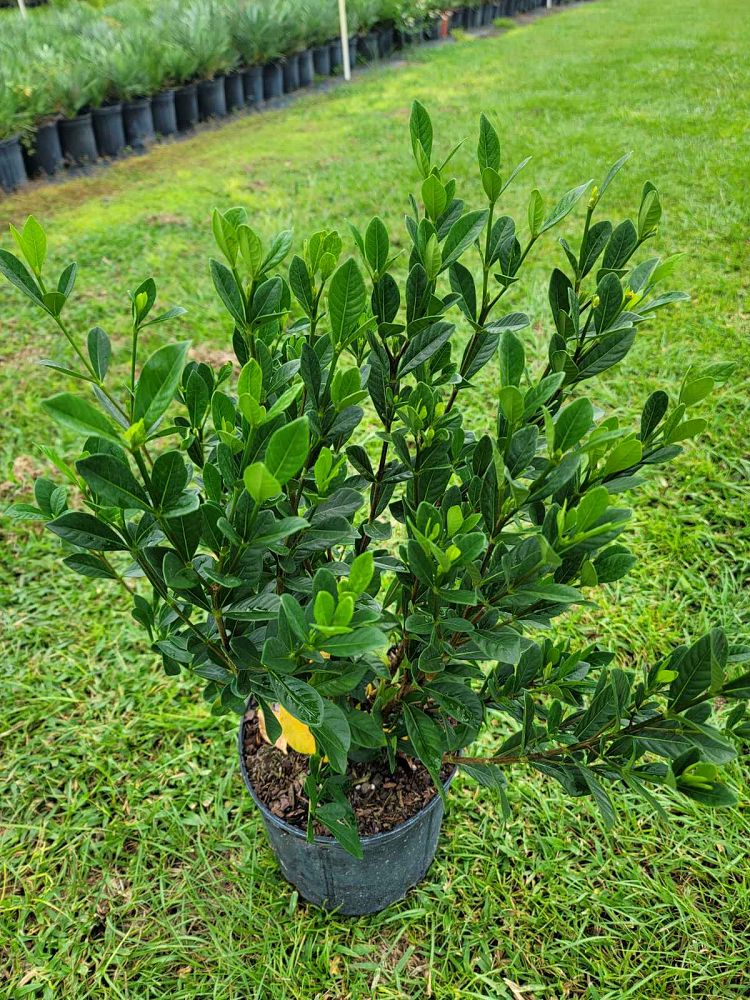 gardenia-jasminoides-buttons-cape-jasmine-gandharaj-gardenia-augusta
