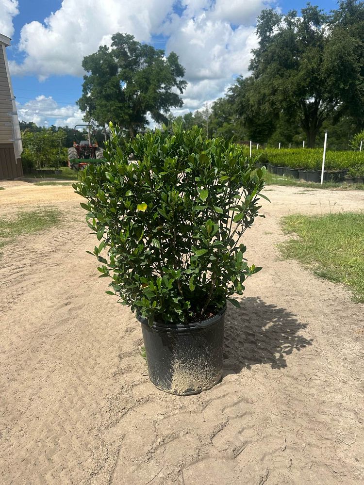 gardenia-jasminoides-buttons-cape-jasmine-gandharaj-gardenia-augusta