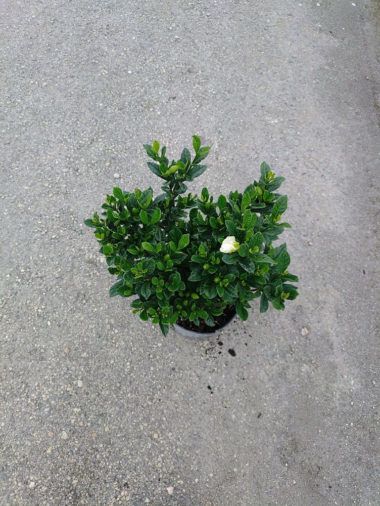 gardenia-jasminoides-buttons-cape-jasmine-gandharaj-gardenia-augusta