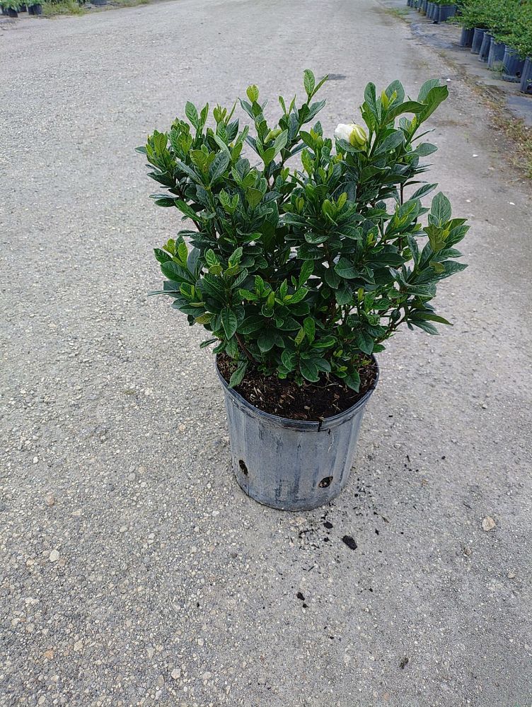 gardenia-jasminoides-buttons-cape-jasmine-gandharaj-gardenia-augusta