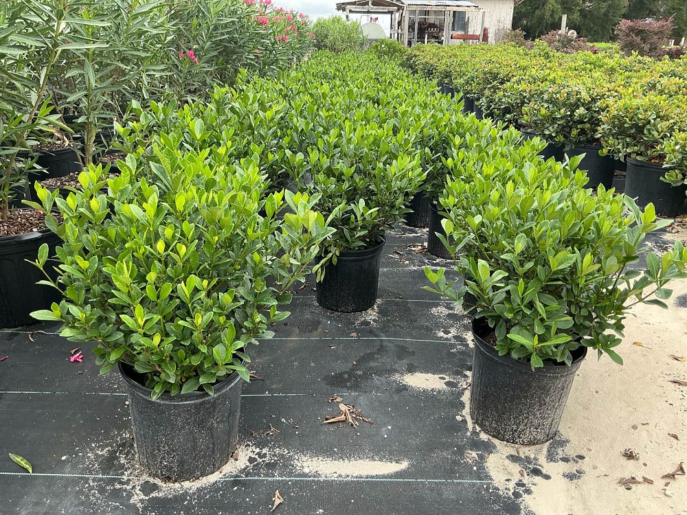 gardenia-jasminoides-buttons-cape-jasmine-gandharaj-gardenia-augusta