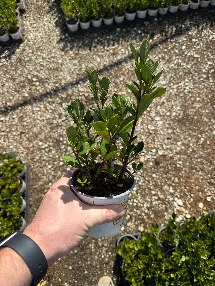 gardenia-jasminoides-buttons-cape-jasmine-gandharaj-gardenia-augusta