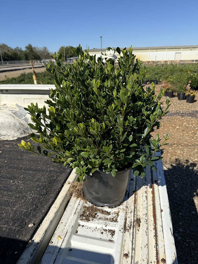 gardenia-jasminoides-buttons-cape-jasmine-gandharaj-gardenia-augusta