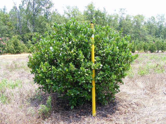 gardenia-jasminoides-cape-jasmine-gandharaj-gardenia-augusta