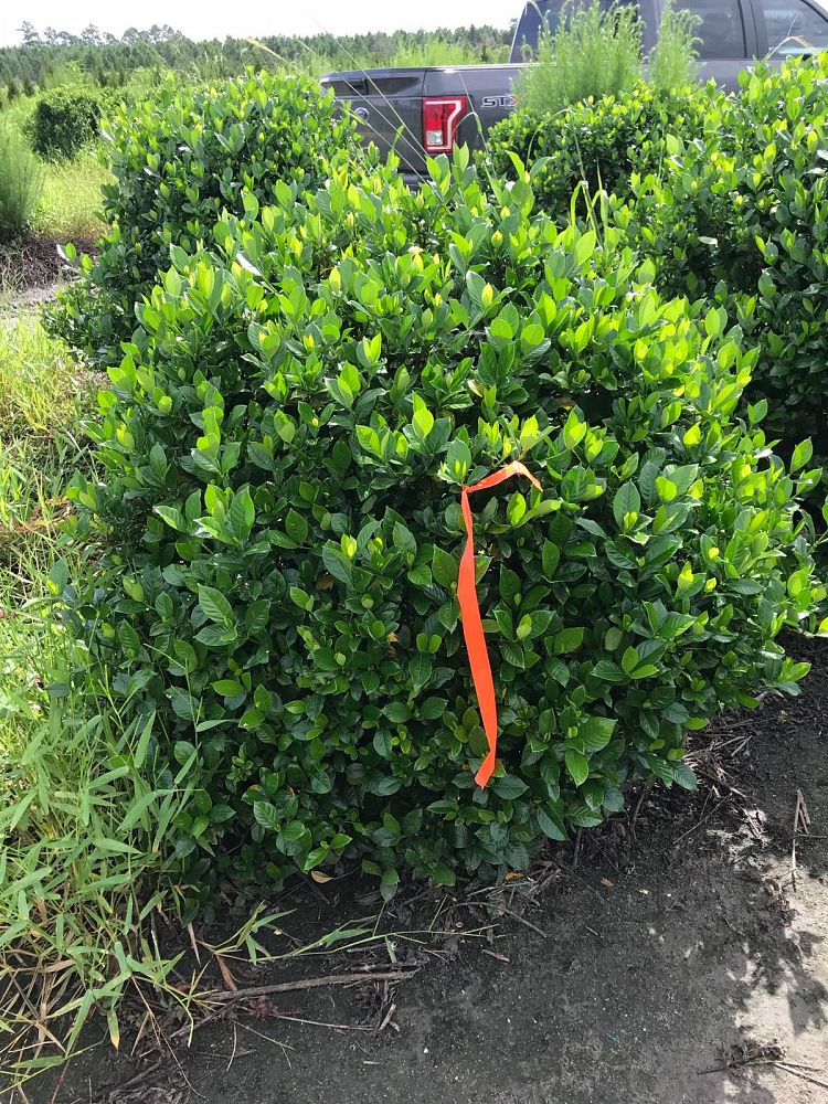 gardenia-jasminoides-cape-jasmine-gandharaj-gardenia-augusta