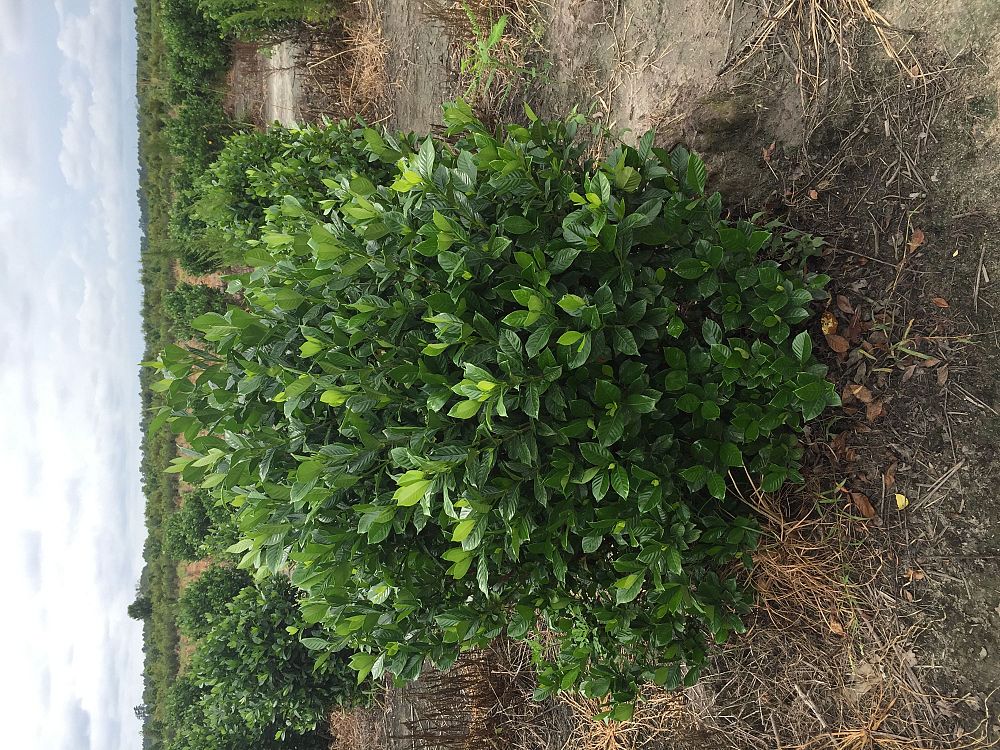 gardenia-jasminoides-cape-jasmine-gandharaj-gardenia-augusta