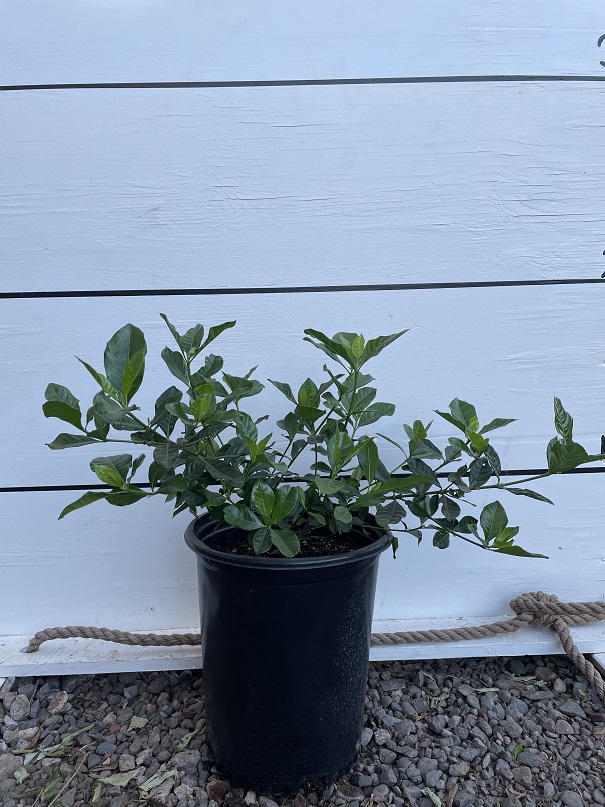 gardenia-jasminoides-cape-jasmine-gandharaj-gardenia-augusta