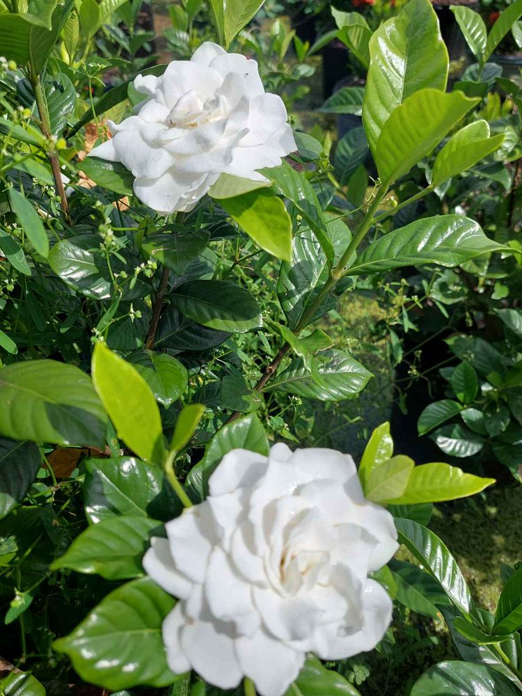 gardenia-jasminoides-cape-jasmine-gandharaj-gardenia-augusta