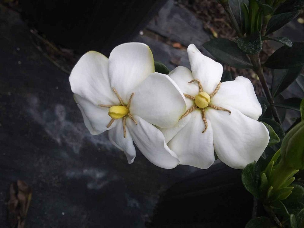 gardenia-jasminoides-daisy-cape-jasmine-gandharaj-gardenia-augusta