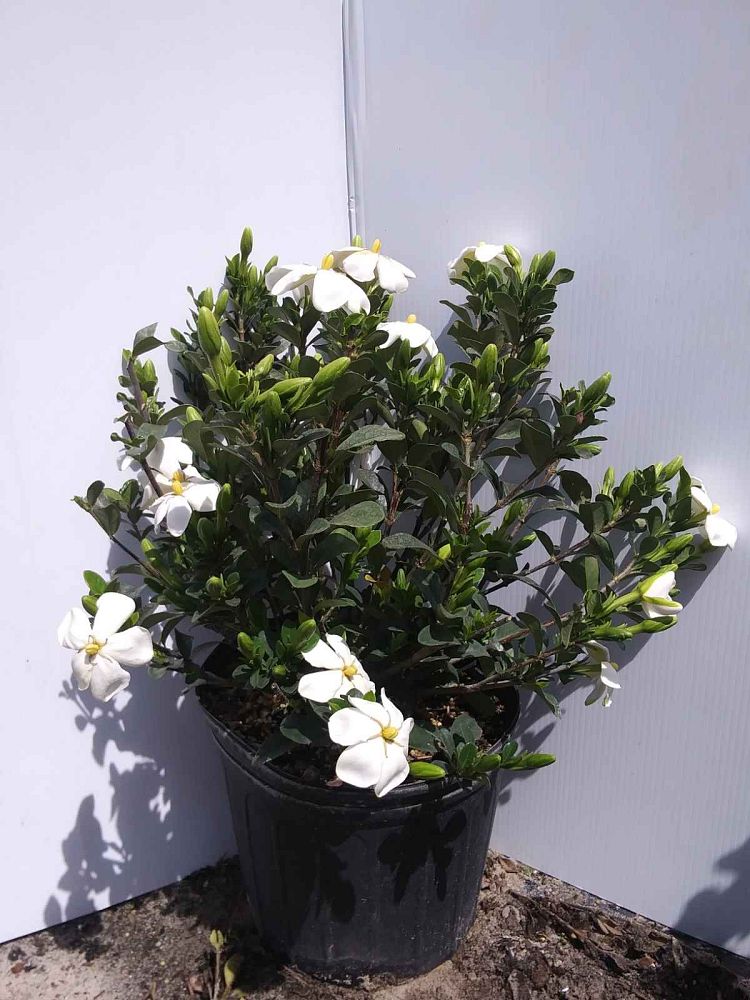 gardenia-jasminoides-daisy-cape-jasmine-gandharaj-gardenia-augusta