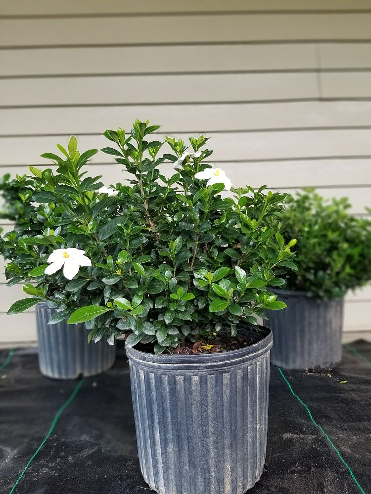 gardenia-jasminoides-daisy-cape-jasmine-gandharaj-gardenia-augusta