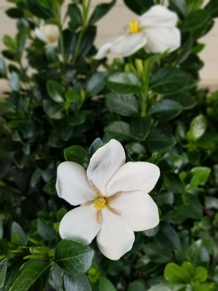 gardenia-jasminoides-daisy-cape-jasmine-gandharaj-gardenia-augusta