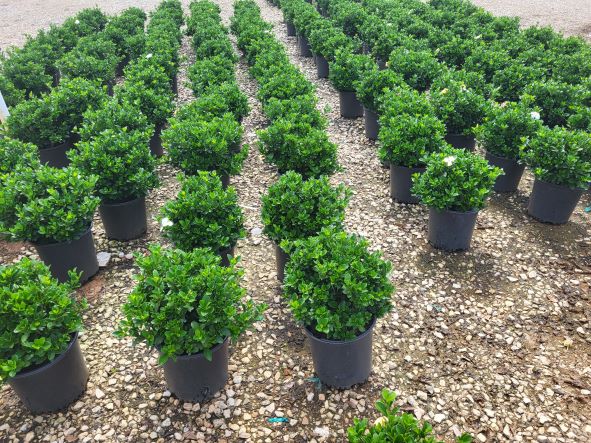 gardenia-jasminoides-daisy-cape-jasmine-gandharaj-gardenia-augusta