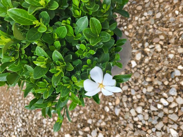 gardenia-jasminoides-daisy-cape-jasmine-gandharaj-gardenia-augusta